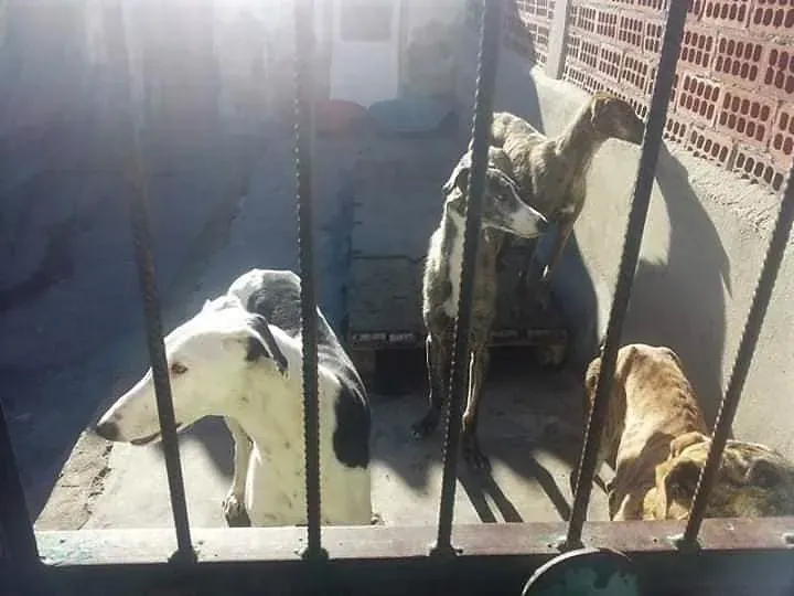 Quattro galgos abbandonati a Valladolid 1 2