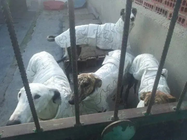 Quattro galgos abbandonati a Valladolid 2 1