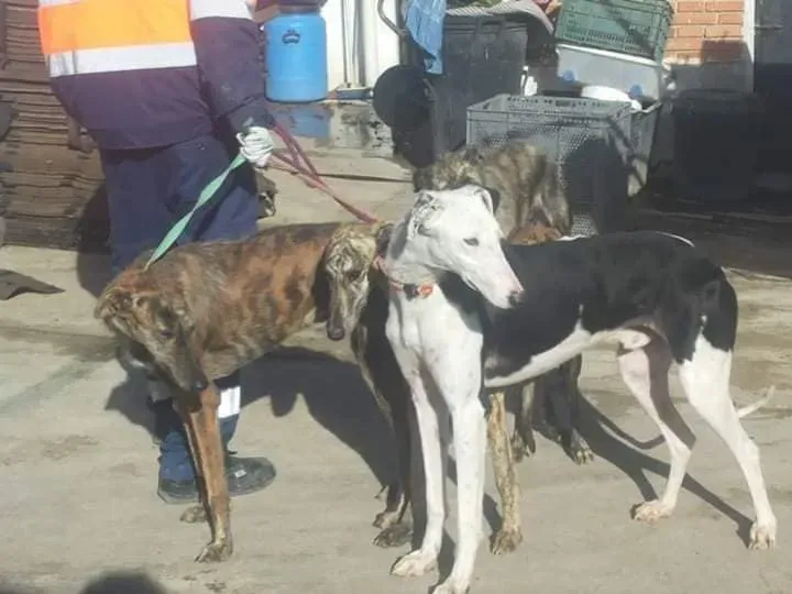 Quattro galgos abbandonati a Valladolid