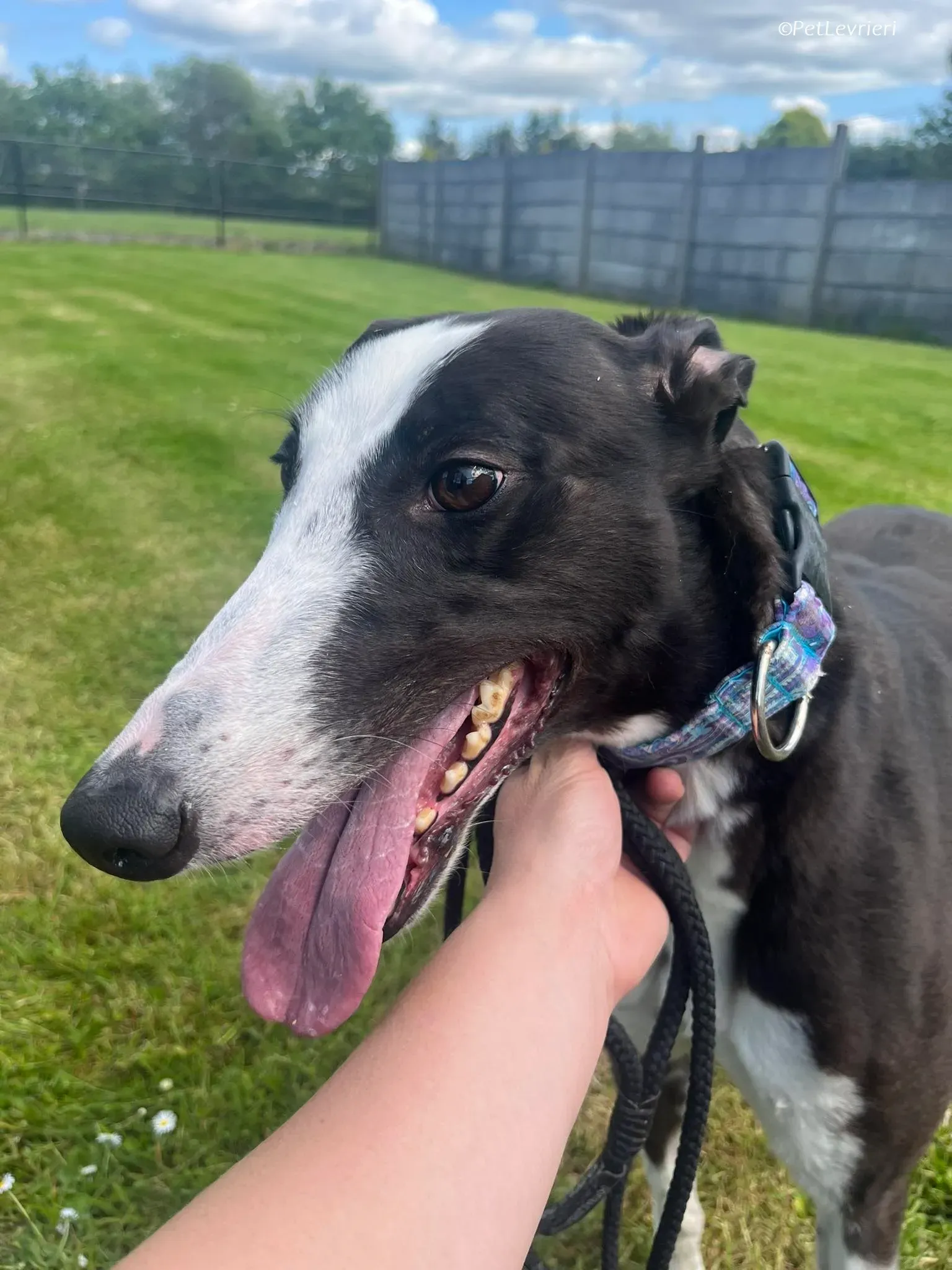 Queenie adozione levrieri greyhound 10