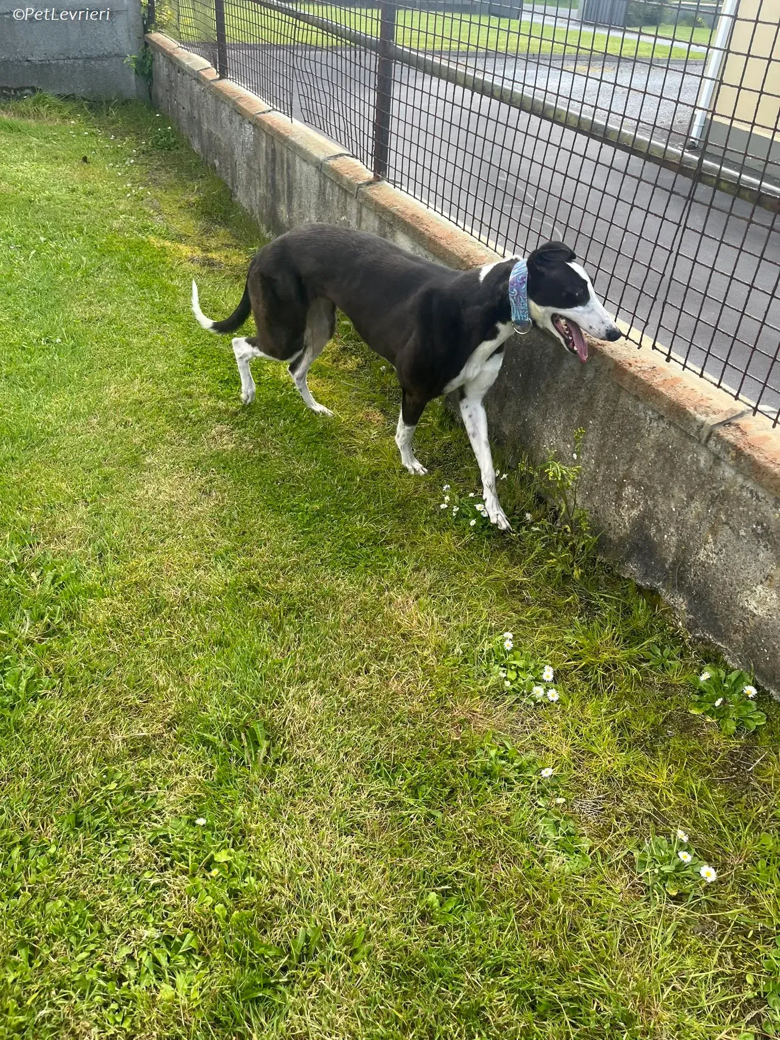 Queenie adozione levrieri greyhound 12