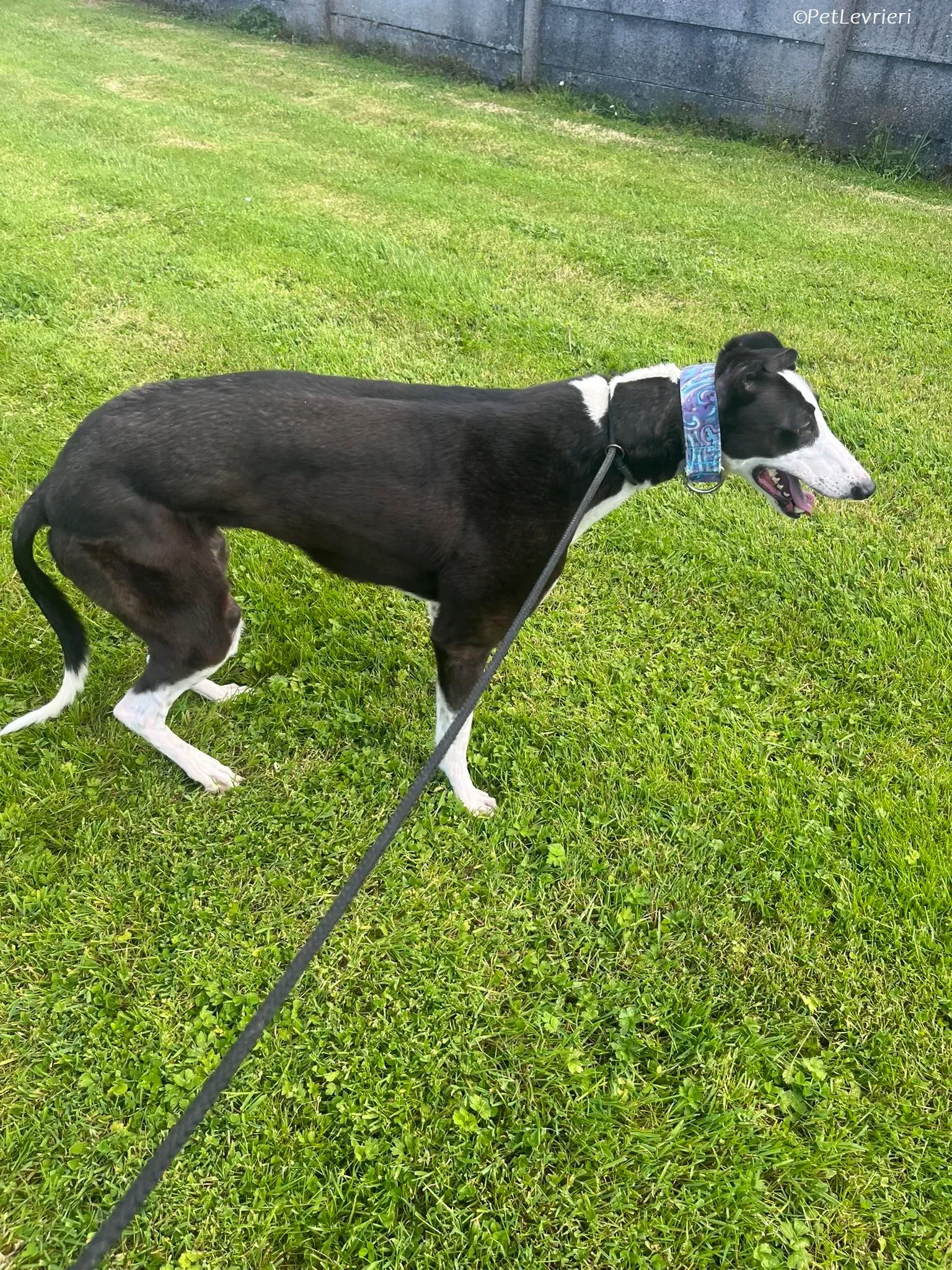 Queenie adozione levrieri greyhound 13