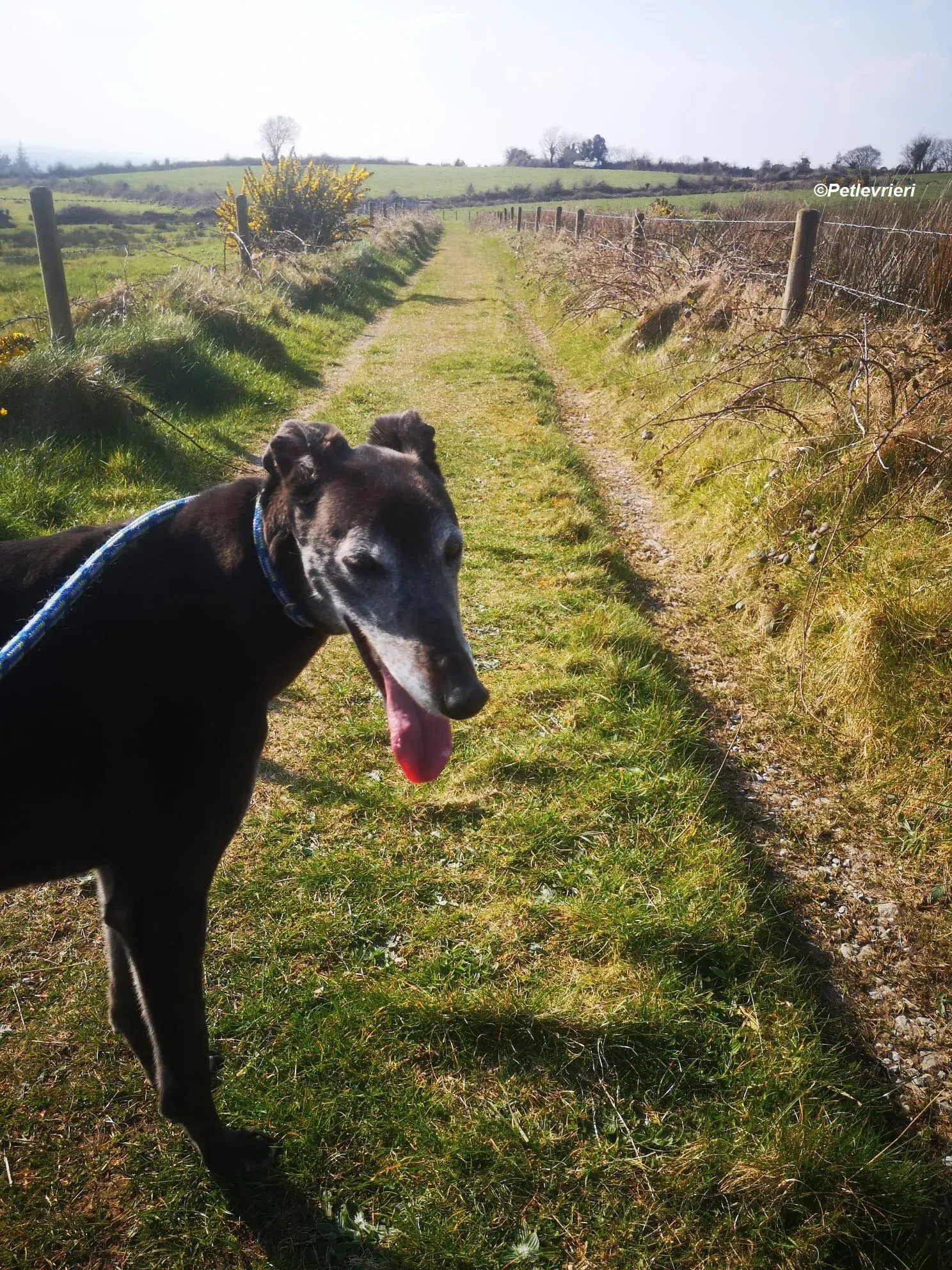 Queenie adozione levrieri greyhound 14