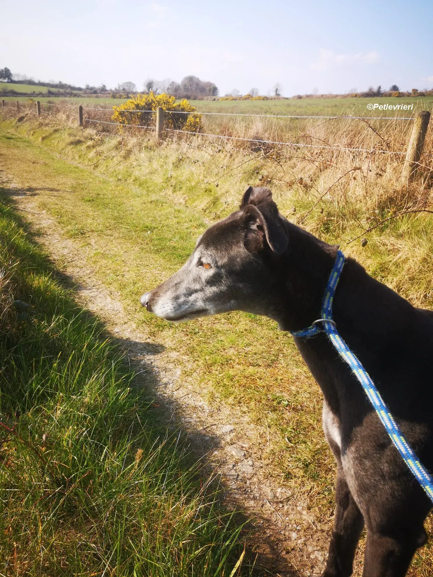 Queenie adozione levrieri greyhound 15