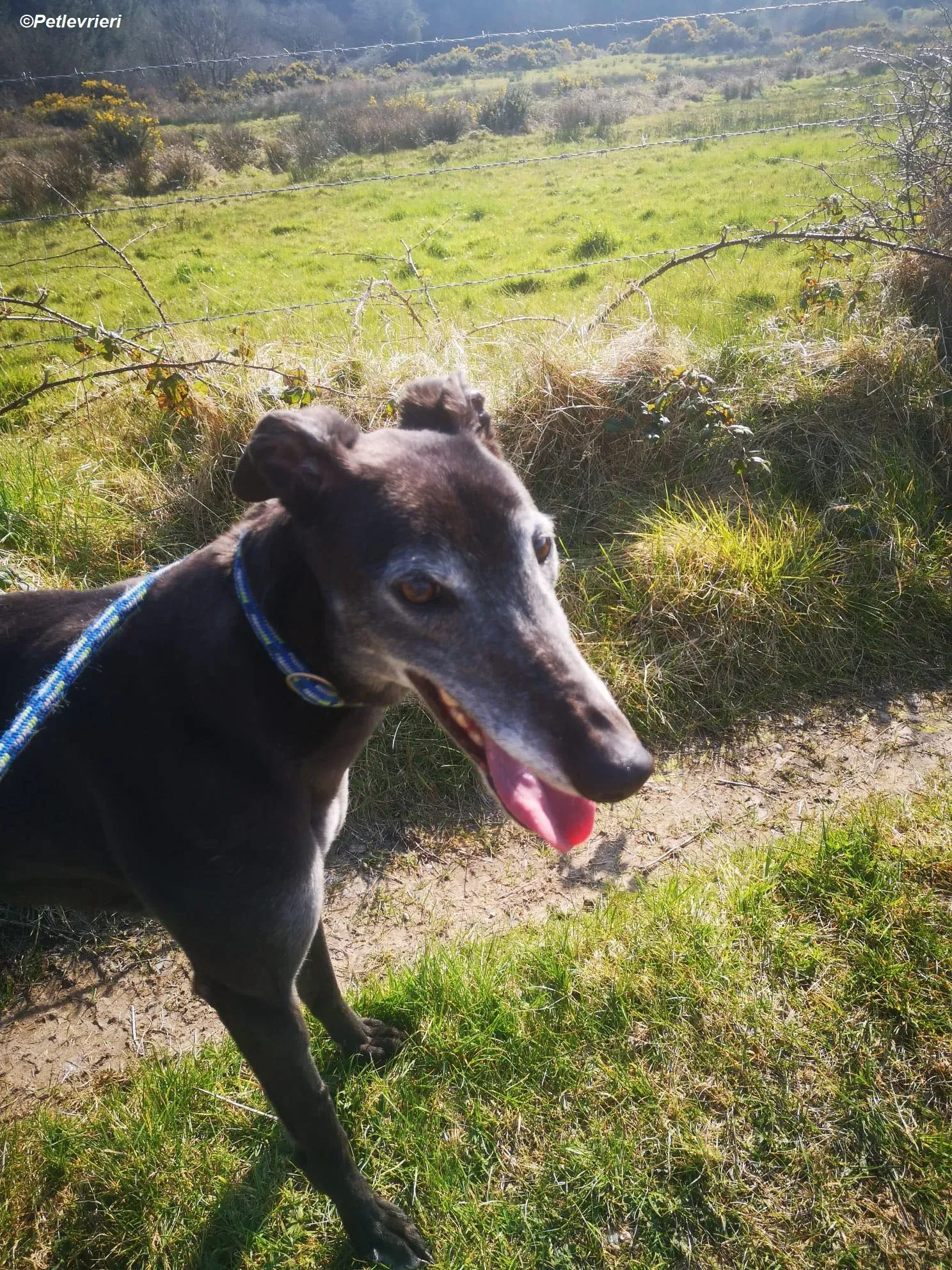 Queenie adozione levrieri greyhound 16