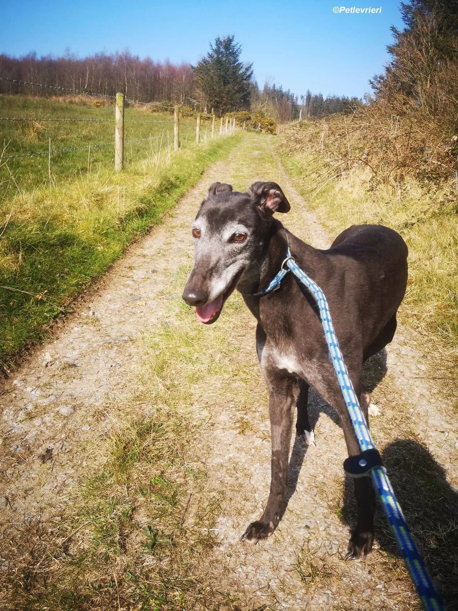 Queenie adozione levrieri greyhound 17