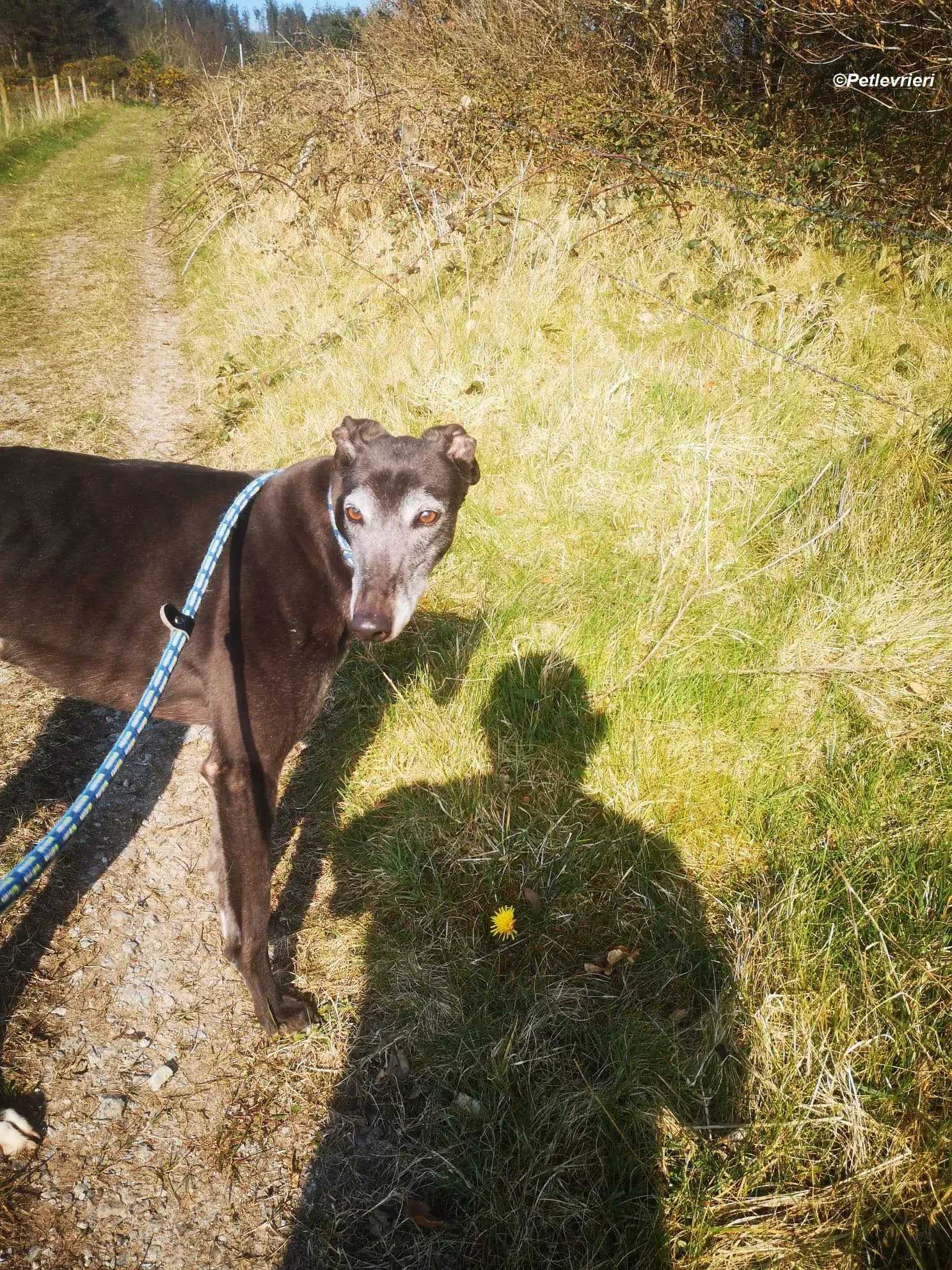 Queenie adozione levrieri greyhound 18