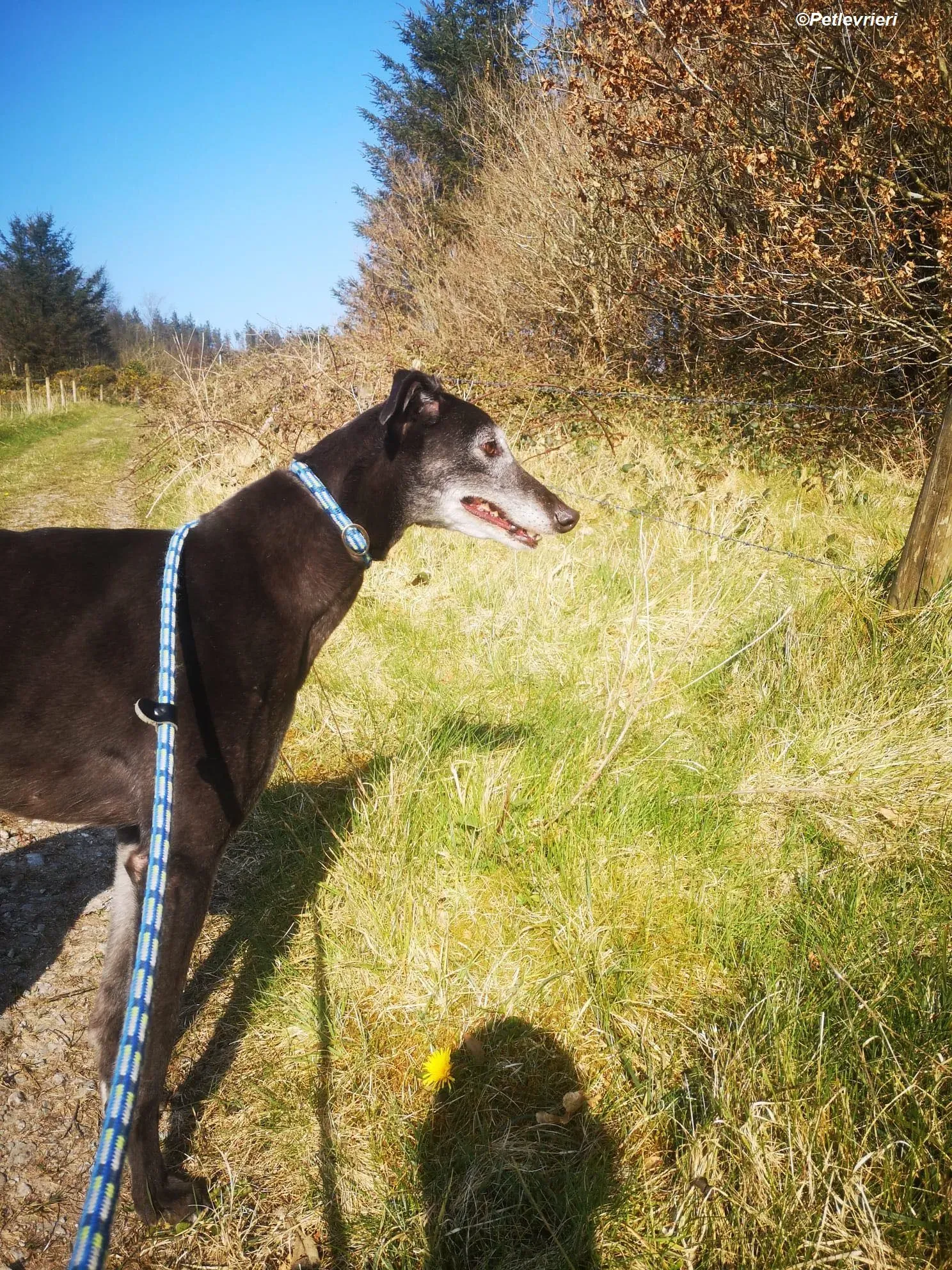 Queenie adozione levrieri greyhound 19