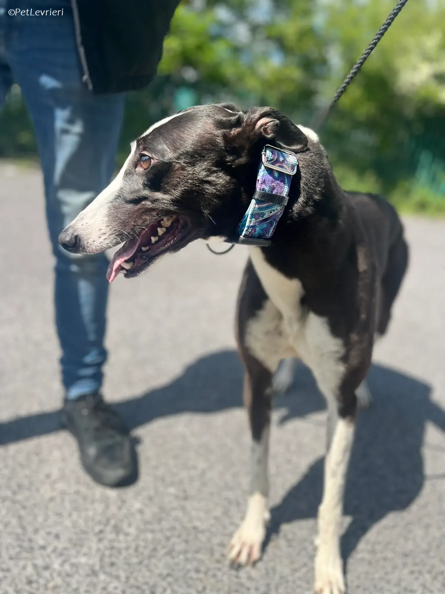 Queenie adozione levrieri greyhound 2