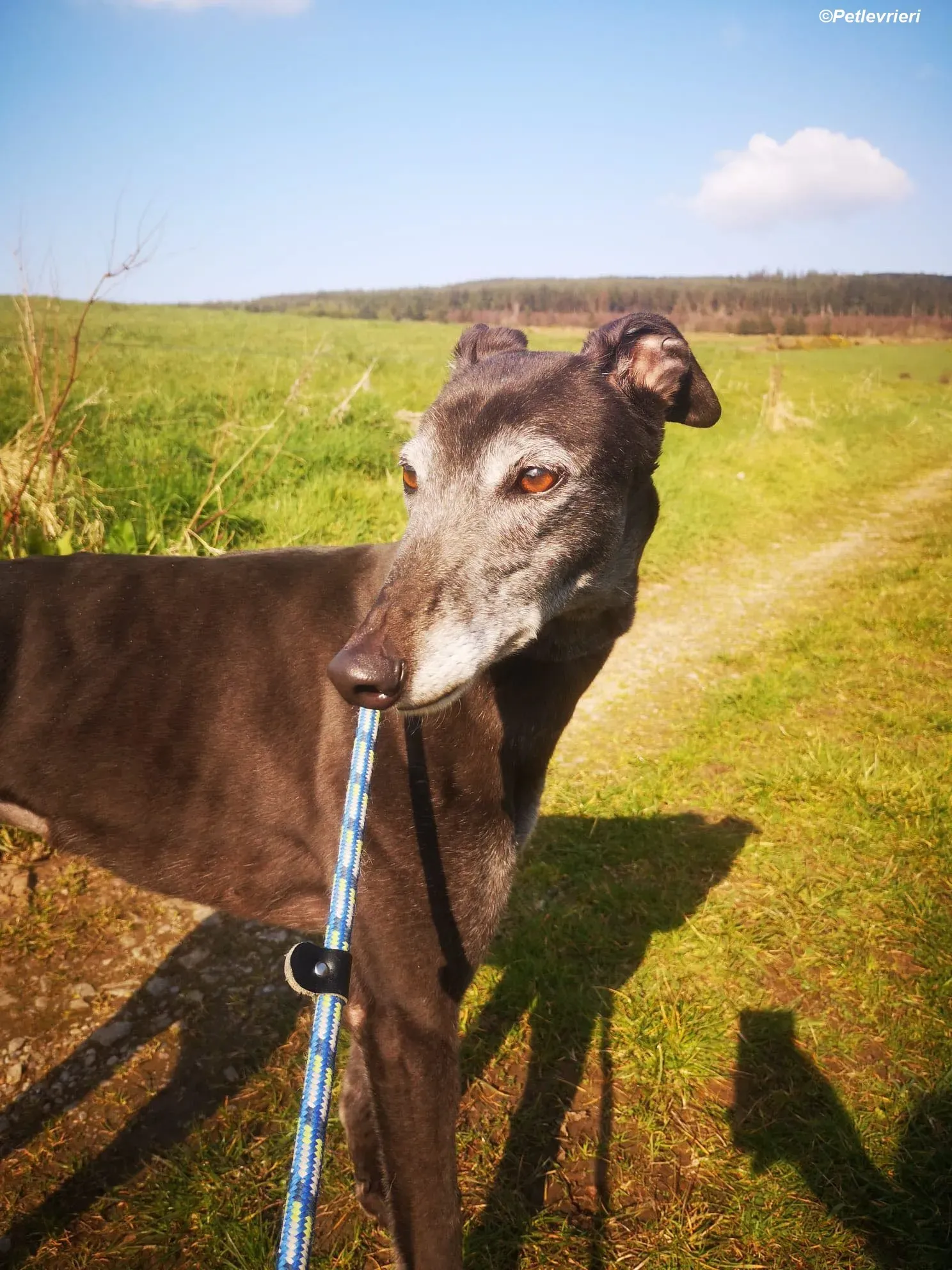 Queenie adozione levrieri greyhound 20