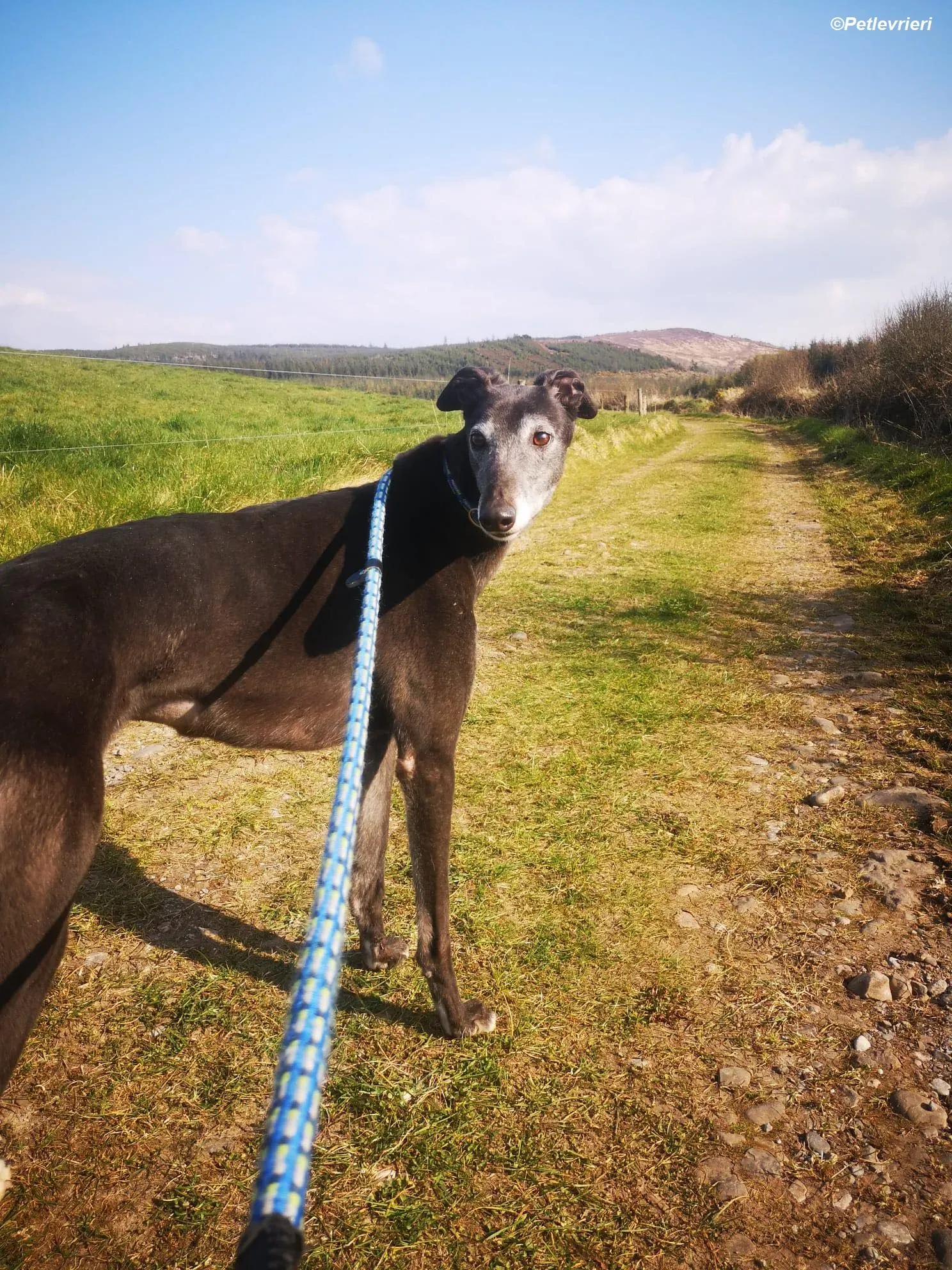 Queenie adozione levrieri greyhound 21