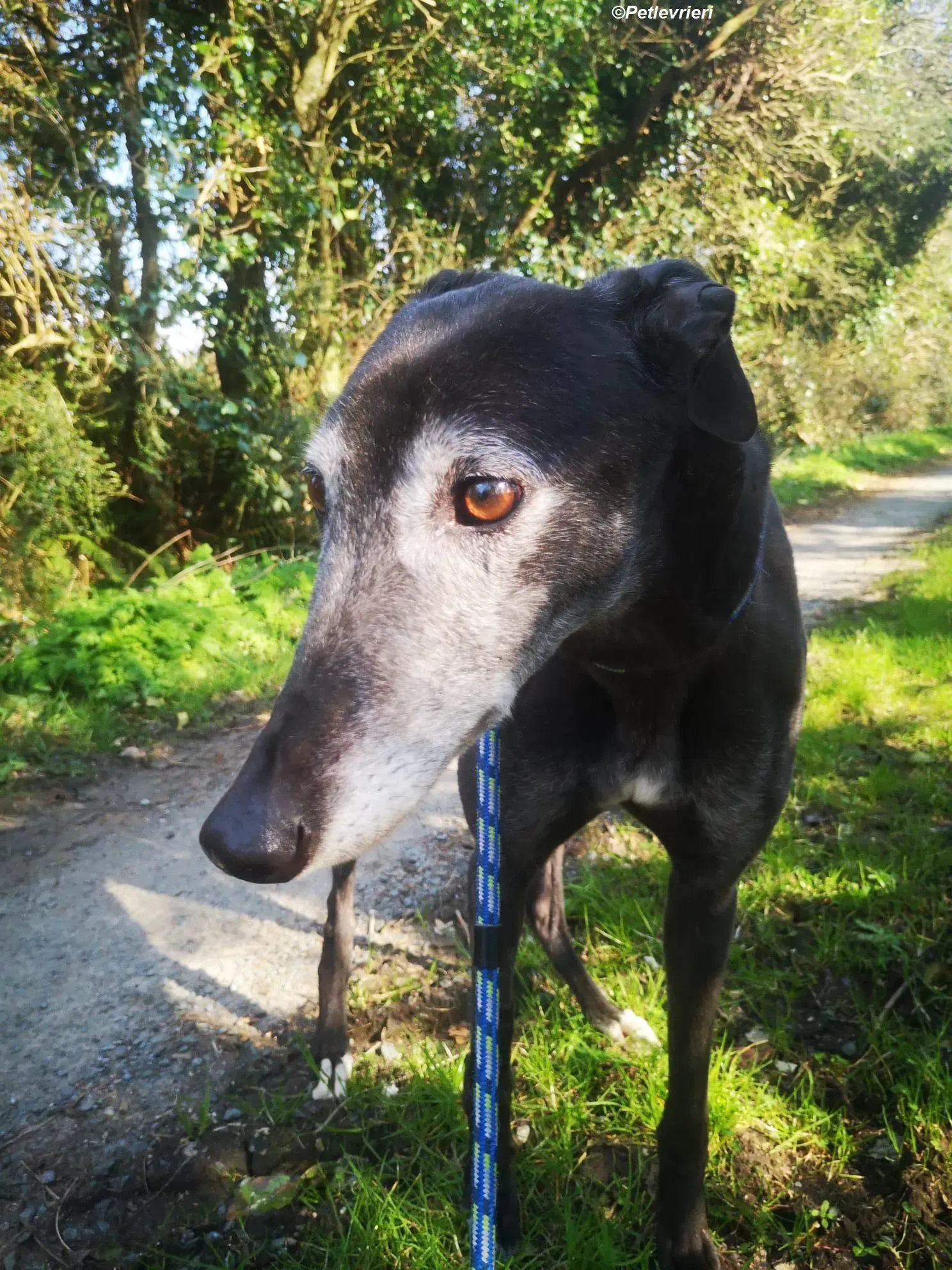 Queenie adozione levrieri greyhound 22