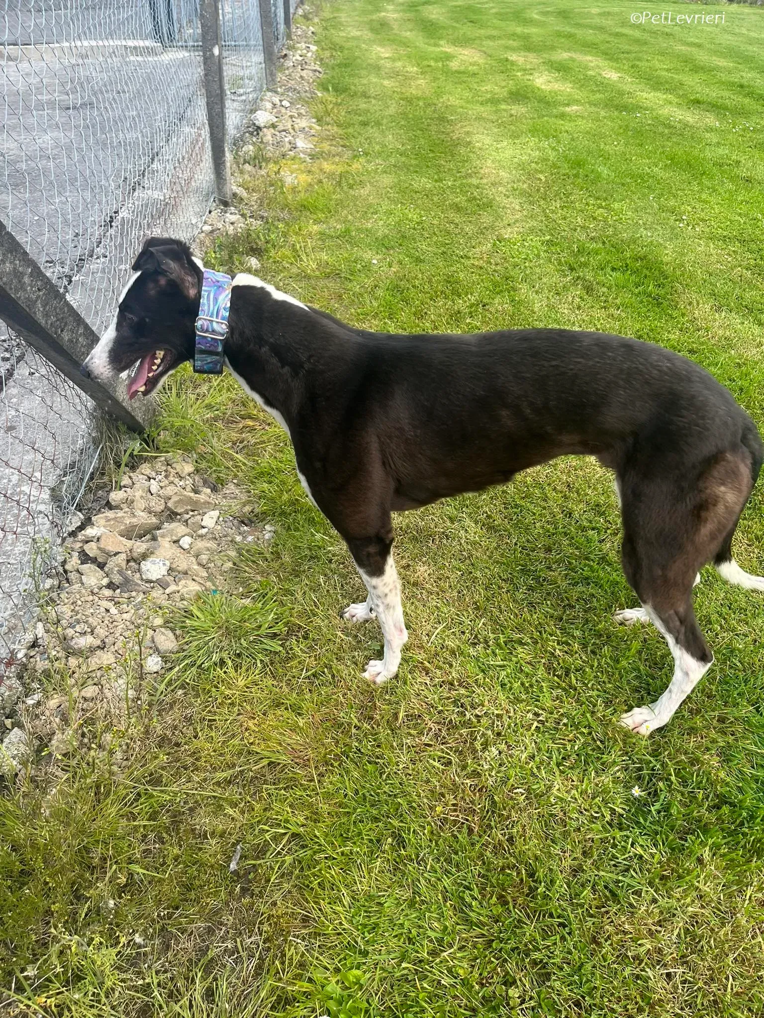 Queenie adozione levrieri greyhound 11