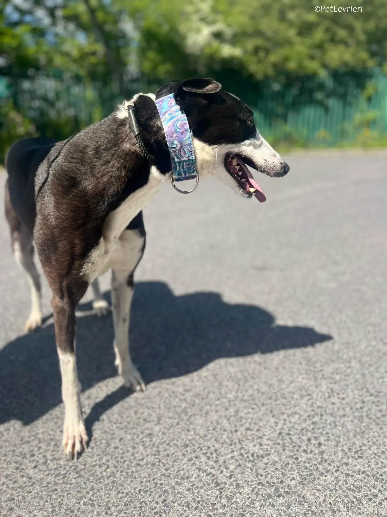 Queenie adozione levrieri greyhound 3