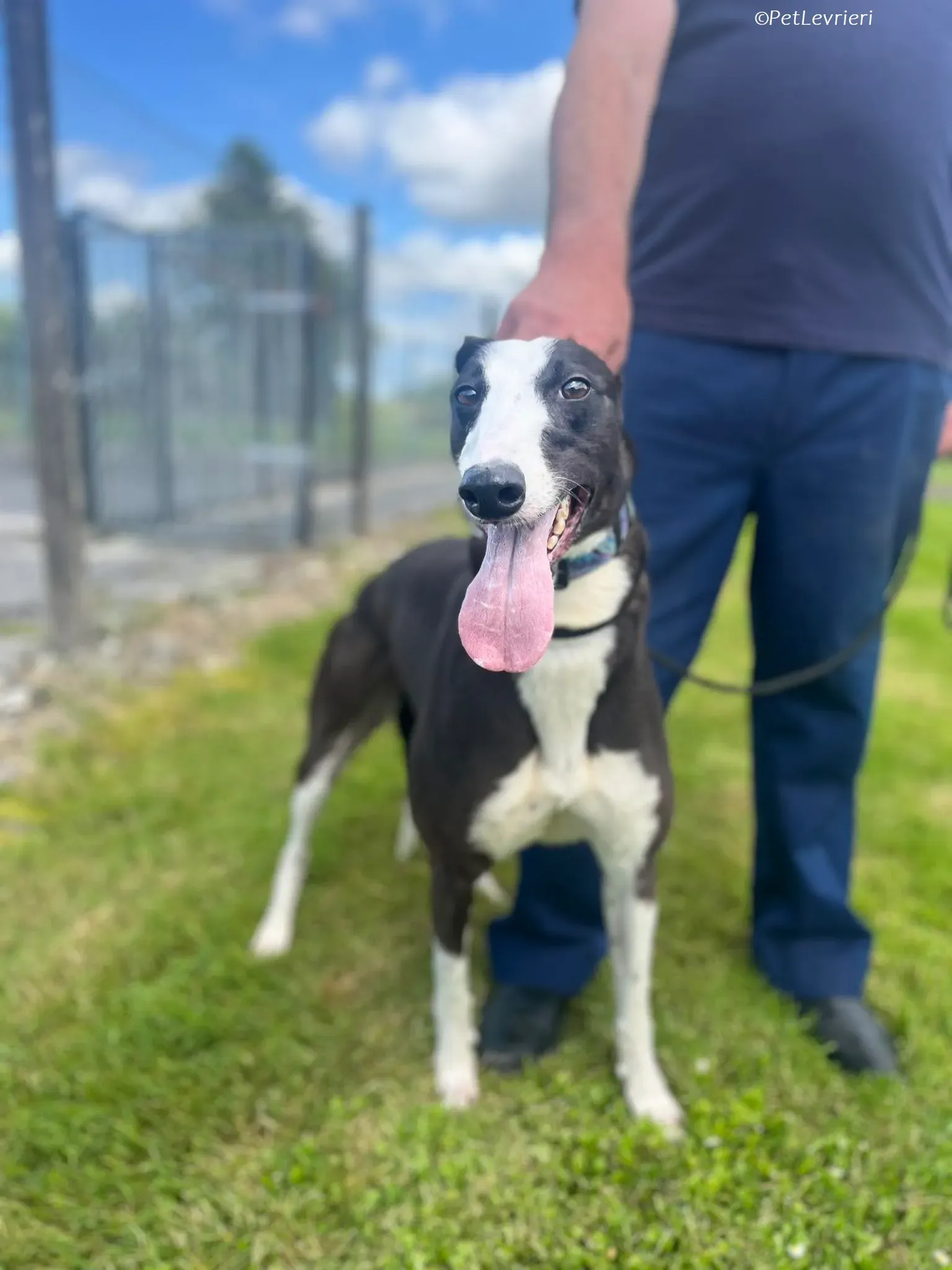 Queenie adozione levrieri greyhound 8