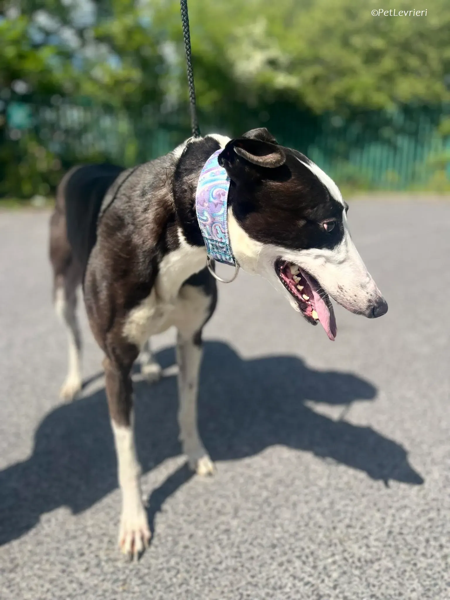 Queenie adozione levrieri greyhound 4