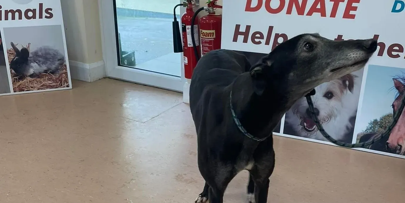 Queenie adozione levrieri greyhound 5 e1646850366532