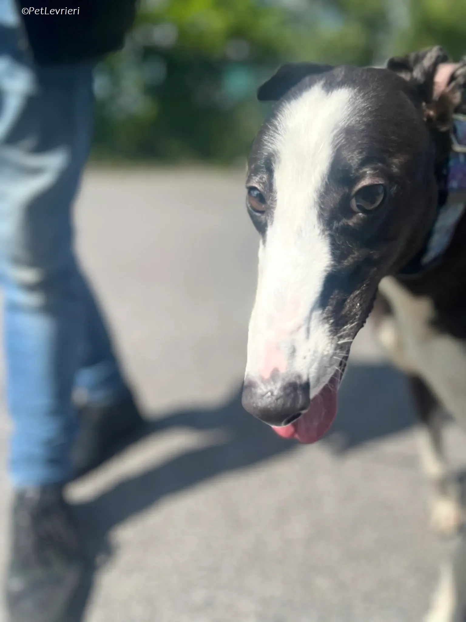 Queenie adozione levrieri greyhound 1