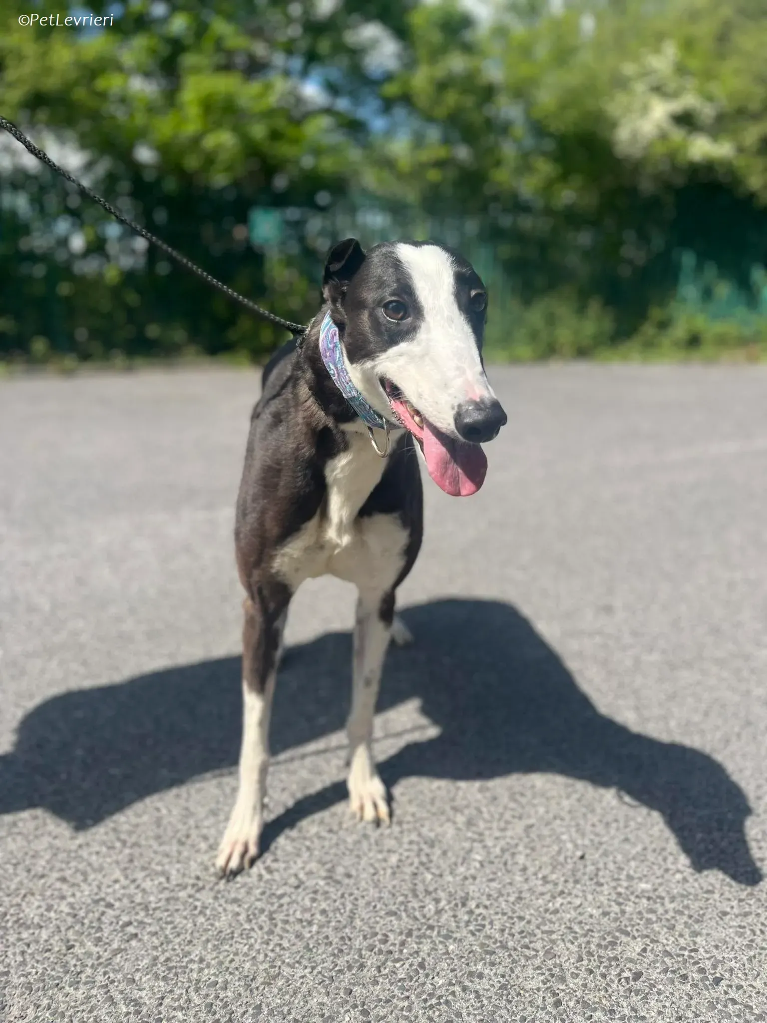 Queenie adozione levrieri greyhound 6