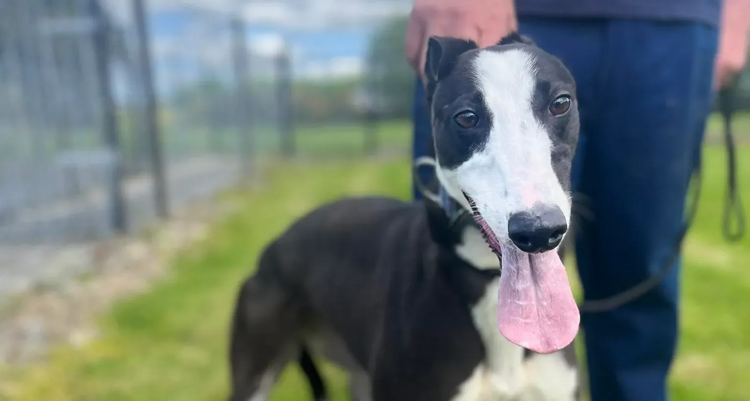 Queenie adozione levrieri greyhound 7 e1685200771506