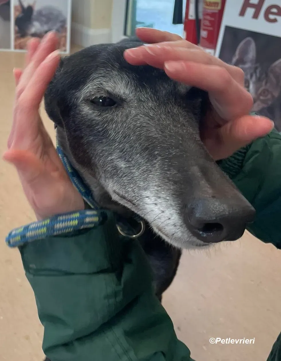 Queenie adozione levrieri greyhound 7