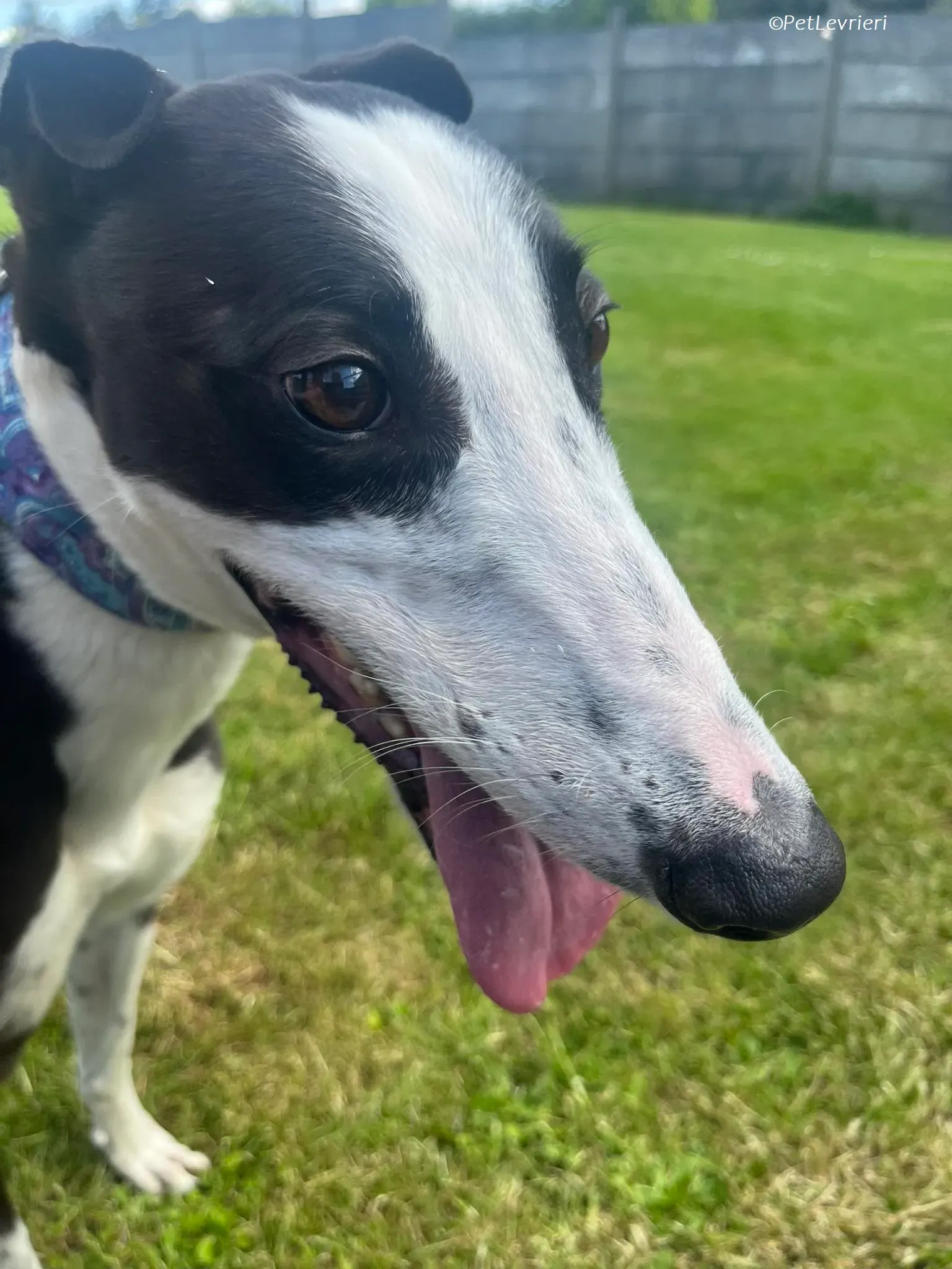 Queenie adozione levrieri greyhound 9