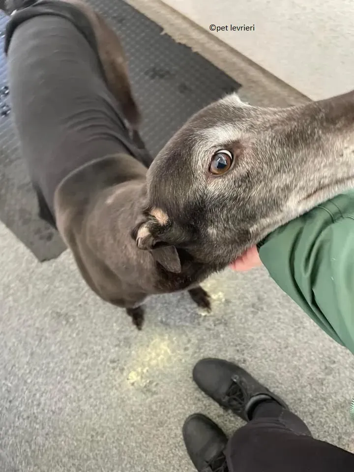 Queenie adozione levriero greyhound1
