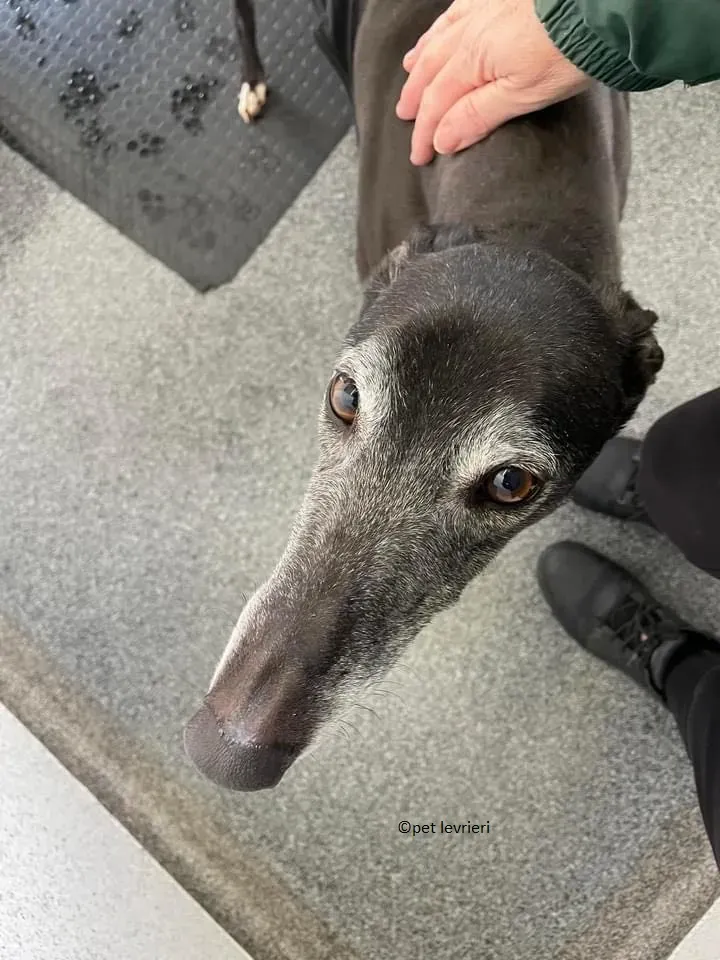 Queenie adozione levriero greyhound2