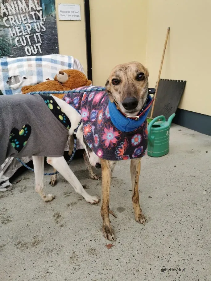 Quennie Greyhound Adozione levrieri pet 1