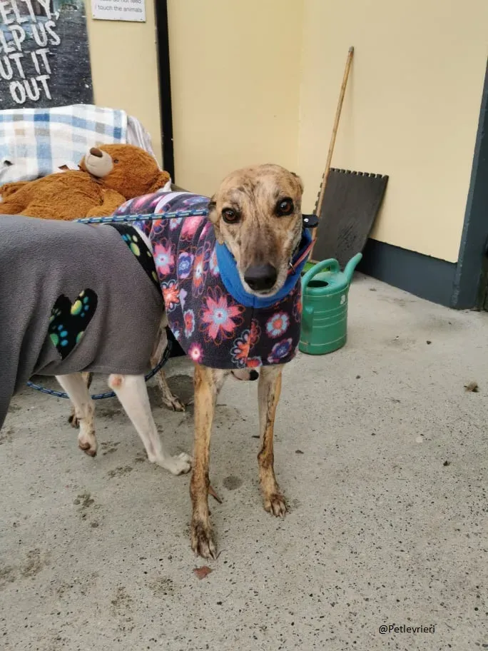 Quennie Greyhound Adozione levrieri pet 2