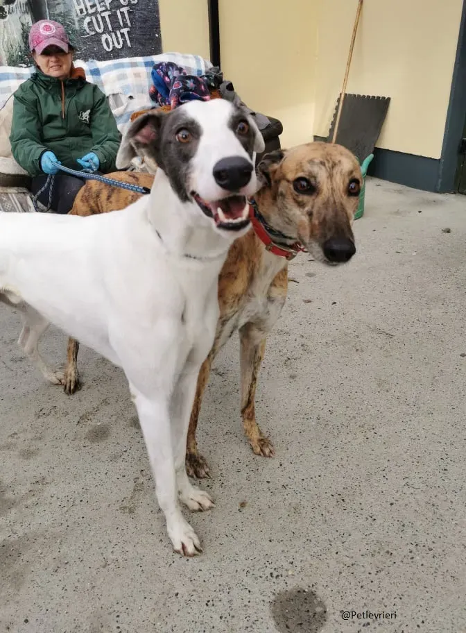Quennie e Chappo Greyhound Adozione levrieri pet 1