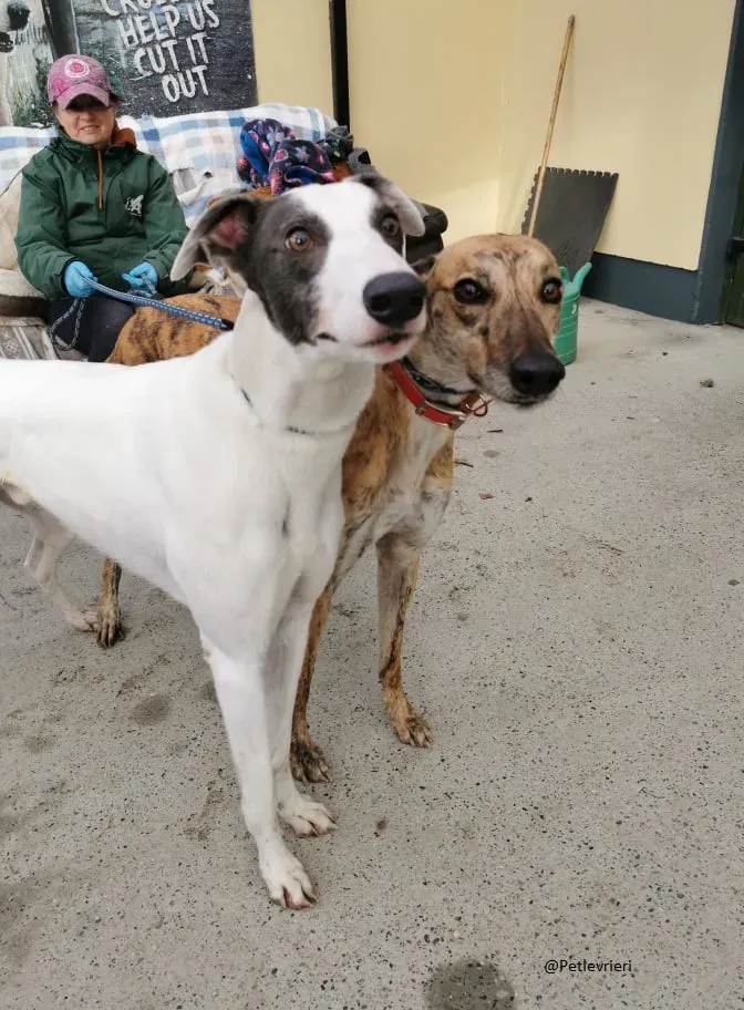 Quennie e Chappo Greyhound Adozione levrieri pet 11