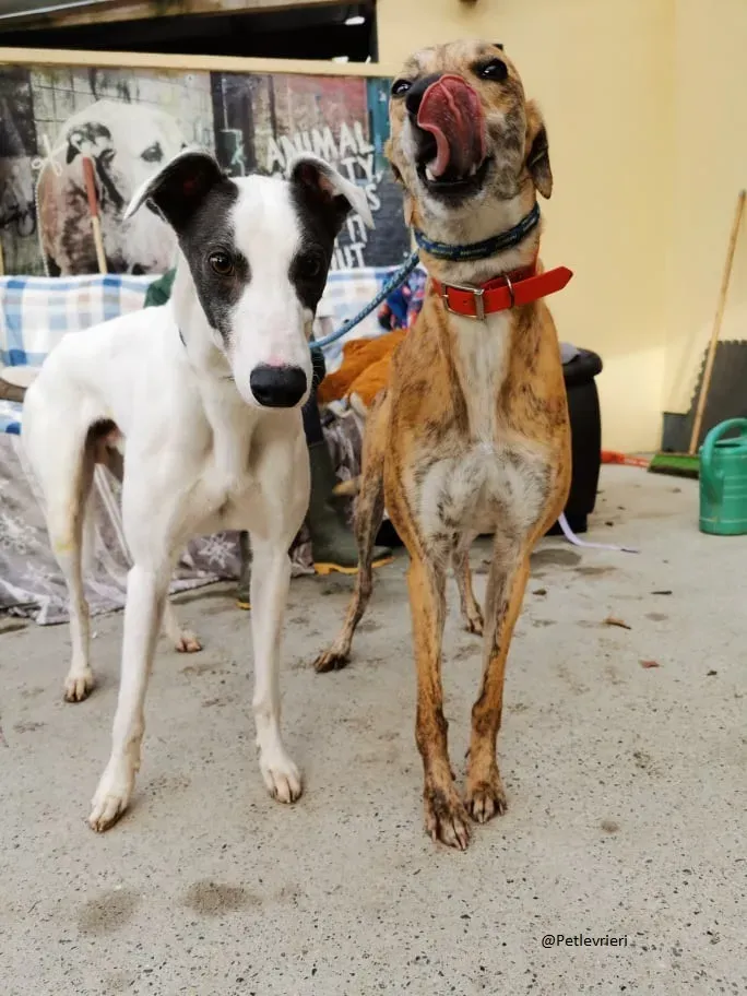 Quennie e Chappo Greyhound Adozione levrieri pet 12