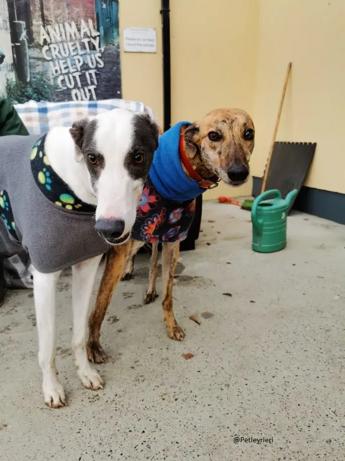 Quennie e Chappo Greyhound Adozione levrieri pet 13