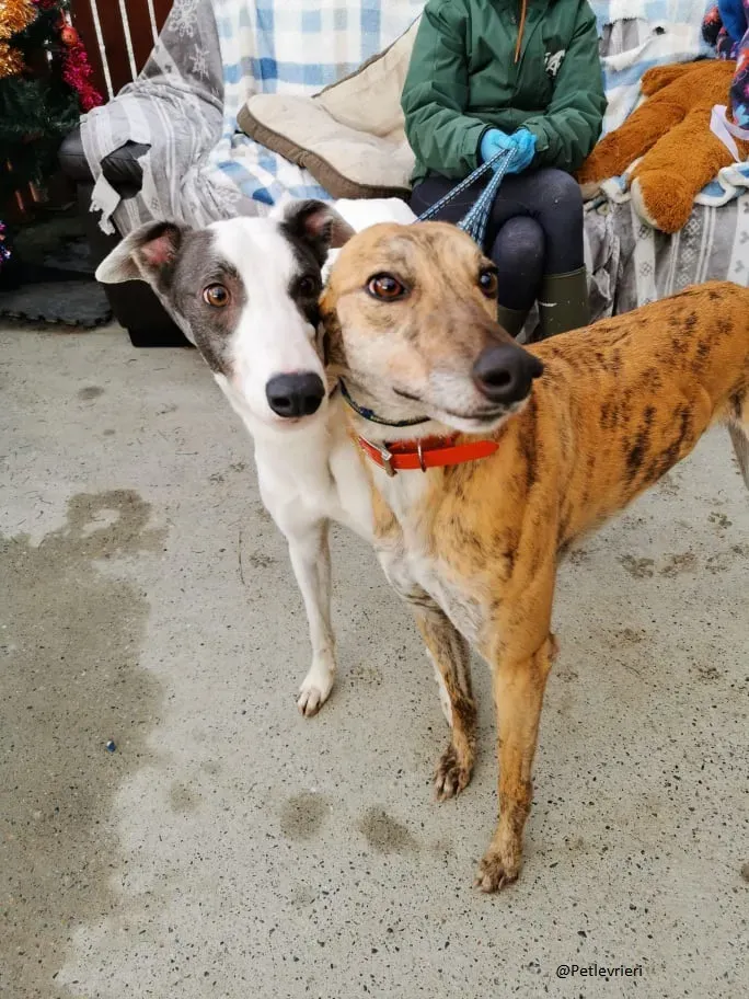 Quennie e Chappo Greyhound Adozione levrieri pet 14