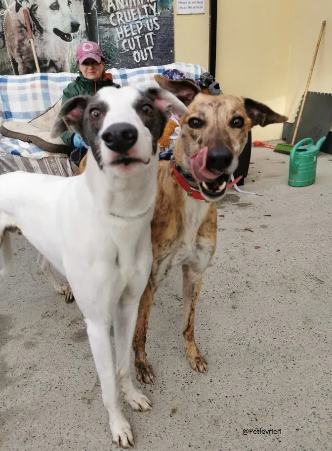 Quennie e Chappo Greyhound Adozione levrieri pet 15