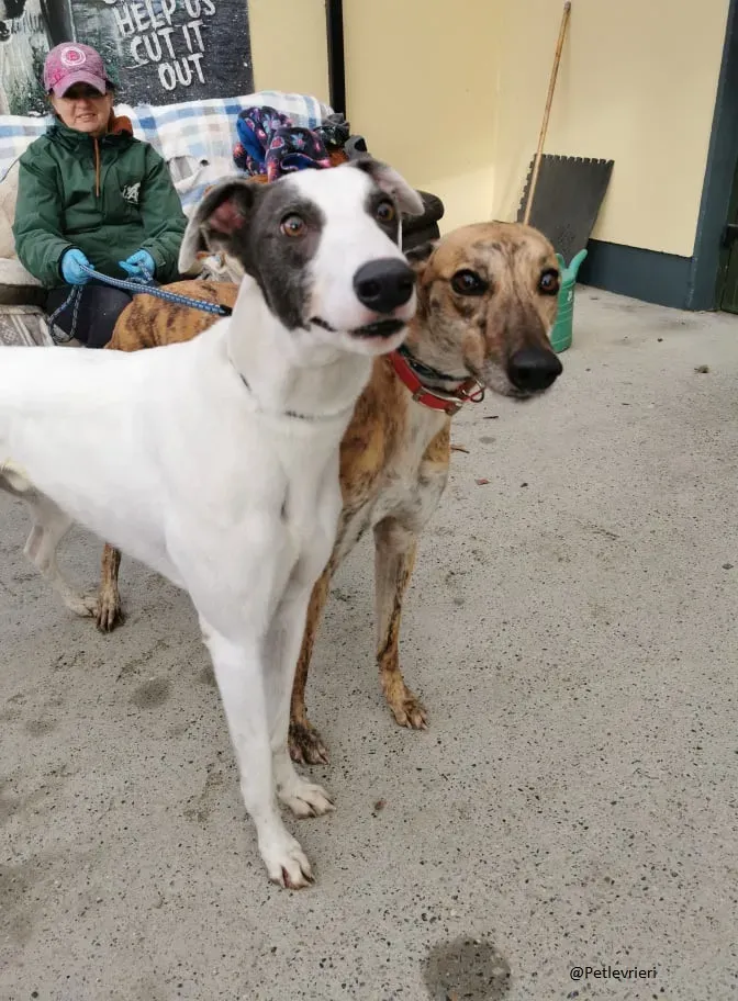 Quennie e Chappo Greyhound Adozione levrieri pet 16