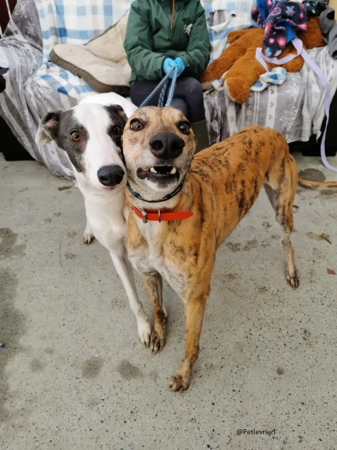 Quennie e Chappo Greyhound Adozione levrieri pet 3