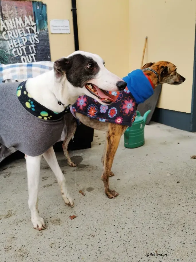 Quennie e Chappo Greyhound Adozione levrieri pet 4