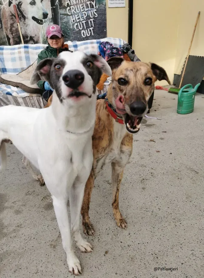 Quennie e Chappo Greyhound Adozione levrieri pet 5