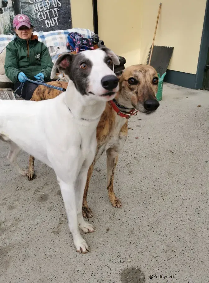 Quennie e Chappo Greyhound Adozione levrieri pet 6