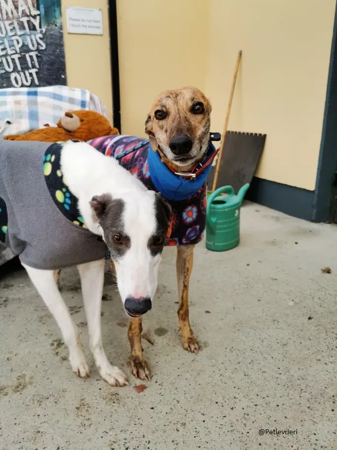 Quennie e Chappo Greyhound Adozione levrieri pet 7