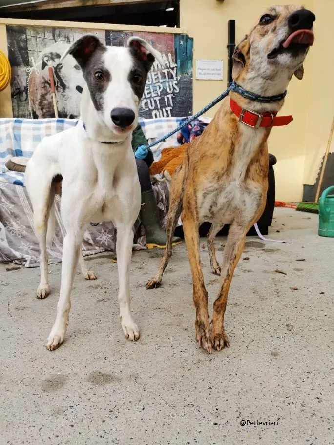 Quennie e Chappo Greyhound Adozione levrieri pet 8