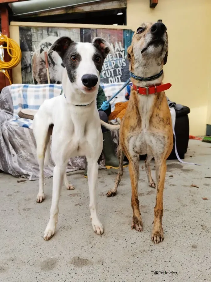 Quennie e Chappo Greyhound Adozione levrieri pet 9
