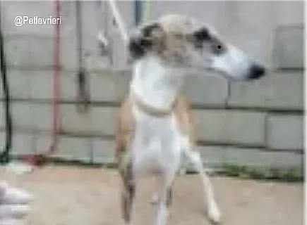 Querida adozione levrieri galgo 1 1