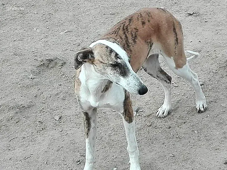 Querida adozione levrieri galgo 1 1