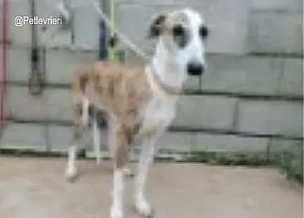Querida adozione levrieri galgo 2