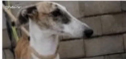 Querida adozione levrieri galgo 3