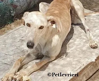 Quijote galgo adozione pet levrieri onlus 0 1