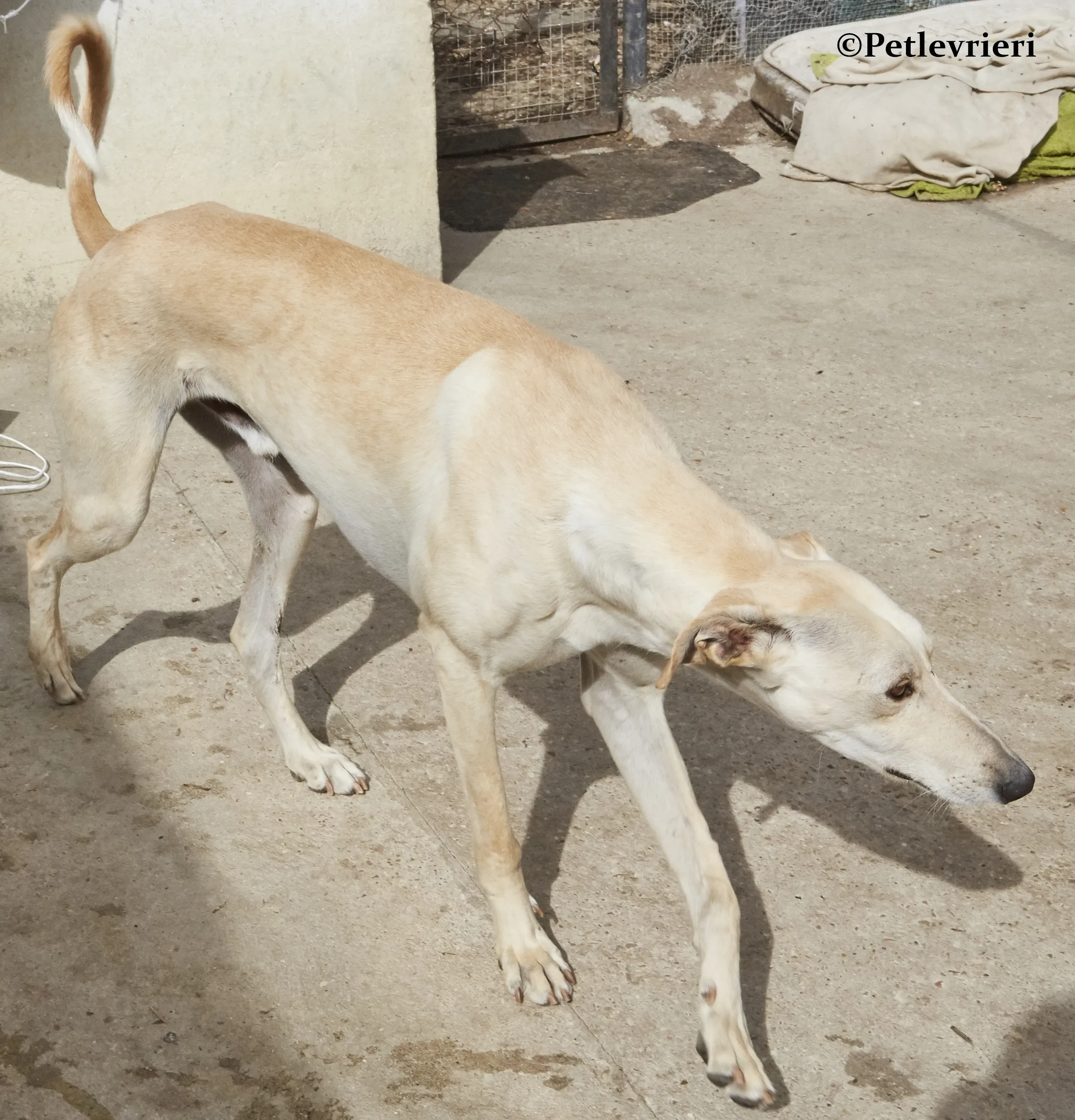 Quijote galgo adozione pet levrieri onlus 1 1